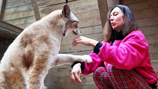 Нежности от РЫСИ / Соболь играет с котятами