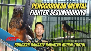 rawatan murai trotol agar fighter bernyali tinggi 