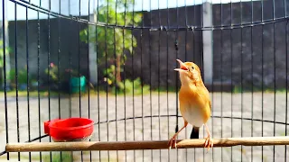 masteran cici padi kepala merah full fariasi