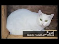 Adoptable Pets as of 18 at the Humane Society of Warren County VA