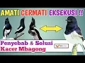 Cara Mengatasi Kacer Mbagong, Solusi Ampuh!