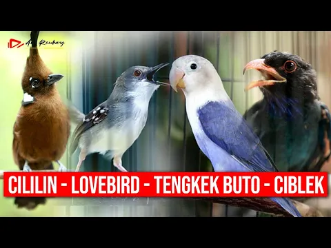 Download MP3 MASTERAN KOMBINASI CILILIN - LOVEBIRD - TENGKEK BUTO - CIBLEK