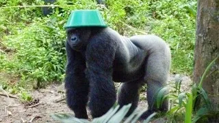 you won t stop laughing at the best of funny monkeys 