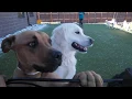 Brooklyn Veterinary Clinic Short - Castle Rock CO