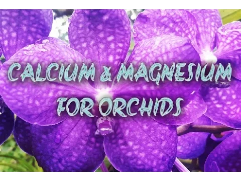 CALCIUM & MAGNESIUM FOR ORCHIDS: DAY 14