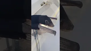 A bat on the boat what do we do?