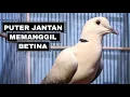 Download Lagu SUARA BURUNG PUTER LOKAL JANTAN MEMANGGIL BETINA GETARAN SUARANYA MERDU KHAS PUTER JUARA