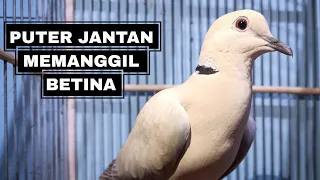 suara burung puter lokal jantan memanggil betina getaran suaranya merdu khas puter juara