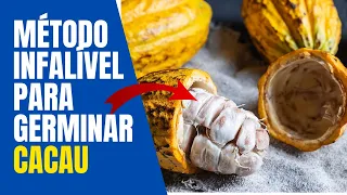 COMO GERMINAR SEMENTES DE CACAU "PASSO A PASSO" MÉTODO INFALÍVEL