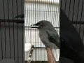 Anakan saeran/srigunting abu buat masteran mb