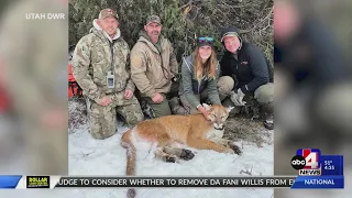 DWR working with Utah universities to track cougars across the state
