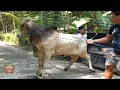 Download Lagu Diamore Farm Kirim Sapi Po Majapahit Ke Petani !! Ternyata Anak Sapi Gobel Setia Farm Ads Disini !!