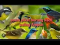 Download Lagu SUARA PIKAT SEMUA JENIS BURUNG HUTAN TERBARU 1000%  AMPUH