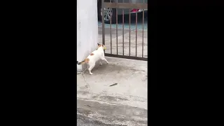viral gelagat kucing kampung yg bijak