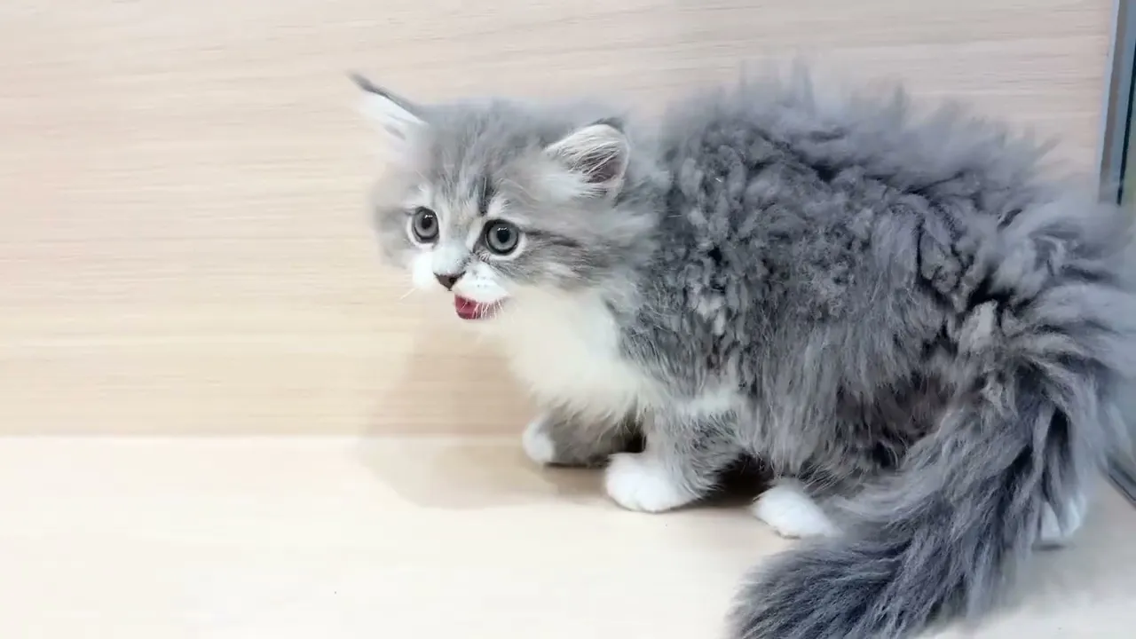 動画