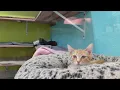 Why pets are being returned to this Fresno shelter and what you can do for them