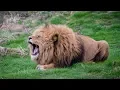 Lions Roaring Compilation 3