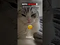 Download Lagu Cat mewing🥶💀🔥#sigma #sigmarule #sigmamale #aura #respectaura #disaster #ytshorts