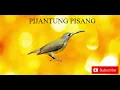 Download Lagu PIJANTUNG PISANG GACOR NEMBAK PANJANG || JEDA 1 MENIT!!!