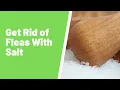Does Salt Kill Fleas in Your Carpet The Truth About the Salt Treatment