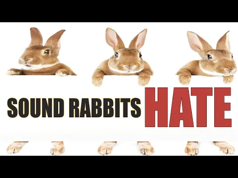 Download MP3 Sound Rabbits Hate React And Respond To