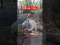 Download Lagu Let's do hiking for a while.. #labradorlovers #doggielife #labradorretriever