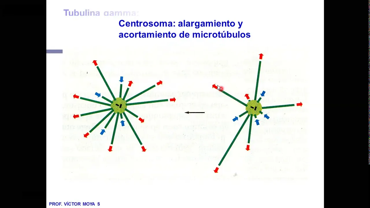Clase Citoesqueleto