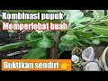 Download Lagu CARA MEMUPUK TERONG KHUSUS MEMPERBANYAK BUAH