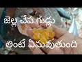 Download Lagu jella fish // jella fish // vanjaram// seer fish// jalla eggs// Health tips