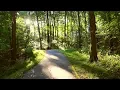 A Sunrise Walk In the Woods Nature Talking Shinrin-yoku