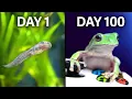 Download Lagu Raising Frogs to Play Videogames!