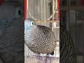 Download Lagu Burung tekukur lokal punya suara topcer yang jernih untuk umpan yang langsung bereaksi #shorts