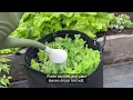 How Often Should I Water the Garden