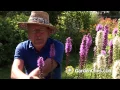 Download Lagu Liatris spicata - Gayfeather or Blazing Star - Growing Liatris