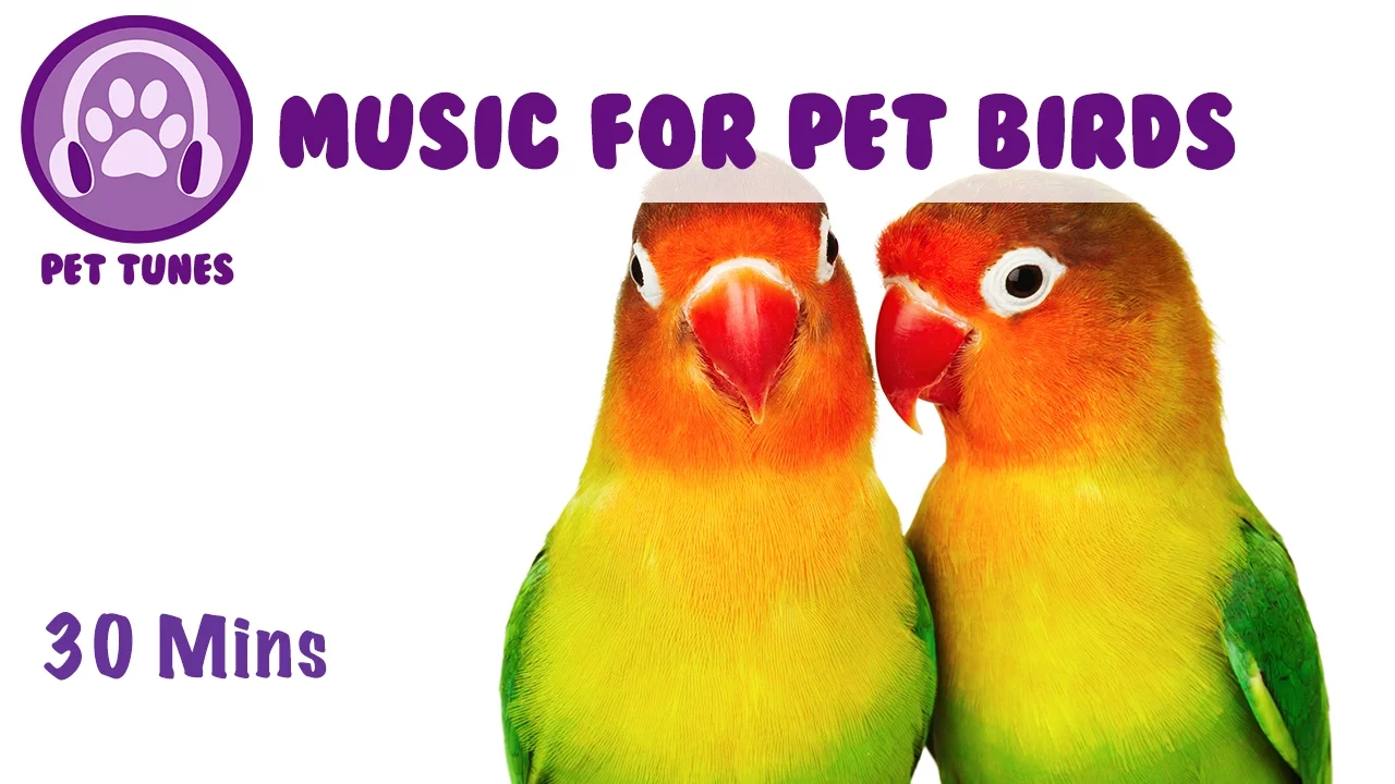 Music for Pet Birds! Lovebird Music, Calm Down Your Pet Birds, Stop Birds Squawking, Cure Anxiety Music for Pet Birds! Lovebird Music, Calm Down Your Pet Birds, Stop Birds Squawking, Cure Anxiety