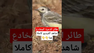 الذعرة القرقس الزيطة ابو فصادة امسيسي كيف خدعنا هذا الطائر نوافذ برية طيور الحياة البرية  الذعرة القرقس الزيطة ابو فصادة امسيسي كيف خدعنا هذا الطائر نوافذ برية طيور الحياة البرية