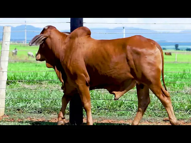 Touro Sindi HLCS - 746