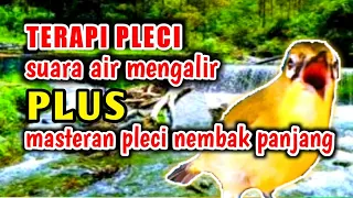 Download TERAPI PLECI suara air mengalir PLUS.. masteran pleci nembak panjang mempercepat pleci buka paruh. MP3