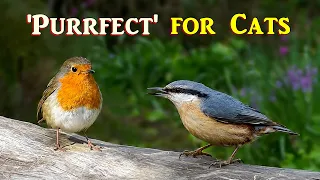 'Purrfect' Birds for Cats to Watch Videos ~ ⭐ 8 HOURS of Wonderful Cat TV ⭐