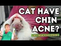 Got a Cat with Chin Acne Here s 4 Quick Steps to Clear It Up