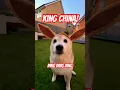 Download Lagu KING CHINA / GWENCHANA 🗣️ DING DING DING DOG #cute