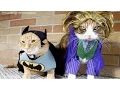 CATS in Ridiculously Adorable COSTUMES Funny Pets