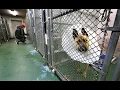 Rallying for support of the Tri-Cities Animal Shelter