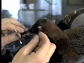 Mounting a Flying Waterfowl