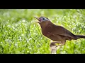 Download Lagu SUARA BURUNG WAMBI GACOR DURASI PANJANG BUAT MASTERAN