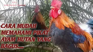 Download Ciri-ciri Pikat Ayam Hutan yang Bagus MP3