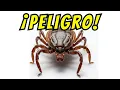 Dreaming of Ticks IS A SIGN What Does It Mean