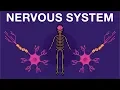 Nervous System - Get to know our nervous system a bit closer how does it works Neurology