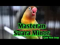 Lagu Masteran lovebird suara minor