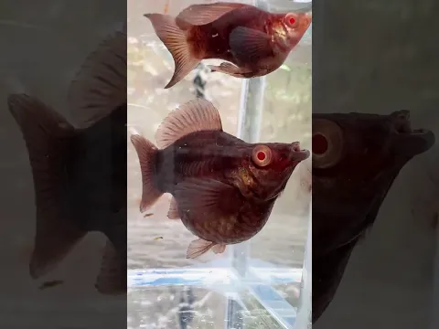 Chocolate Molly #aquascapegallery #aquascapelowtech #ytshorts #fishtank